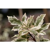 Laubbäume - Acer campestre 'Carnival'