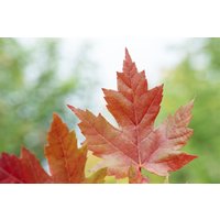 Kategorie <b>Laubbäume </b> - Acer freemanii 'Autumn Blaze'