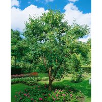 Kategorie <b>Laubbäume </b> - Acer griseum