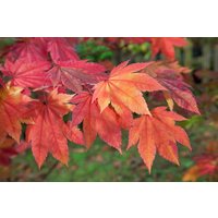 Kategorie <b>Laubbäume </b> - Acer japonicum 'Indian Summer'