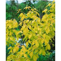 Kategorie <b>Laubbäume </b> - Acer negundo 'Kellys Gold'