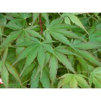 Kategorie <b>Laubbäume </b> - Acer palmatum 'Arakawa'
