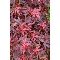 Kategorie <b>Laubbäume </b> - Acer palmatum 'Aratama'