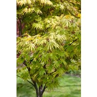 Kategorie <b>Laubbäume </b> - Acer palmatum 'Autumn Glory'