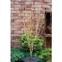 Kategorie <b>Laubbäume </b> - Acer palmatum 'Going Green'