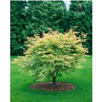 Kategorie <b>Laubbäume </b> - Acer palmatum 'Koreanum'