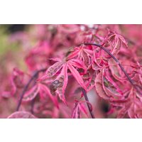 Kategorie <b>Laubbäume </b> - Acer palmatum 'Pink Passoin'