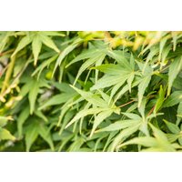 Kategorie <b>Laubbäume </b> - Acer palmatum 'Ryusen'