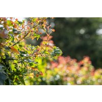 Laubbäume - Acer platanoides 'Ample Surprice'
