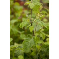 Laubbäume - Acer rufinerve