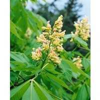 Kategorie <b>Laubbäume </b> - Aesculus flava 'Vestita'