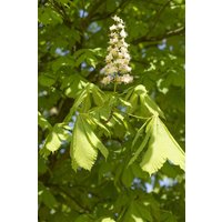 Kategorie <b>Laubbäume </b> - Aesculus hippocastanum