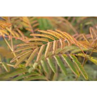 Kategorie <b>Produkt nicht gewünscht </b> - Albizia julibrissin 'Ernest Wilson'