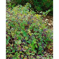 Kategorie <b>Produkt nicht gewünscht </b> - Ampelopsis brevipedunculata