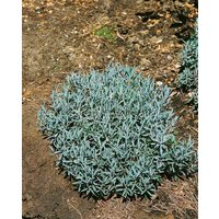Kategorie <b>immergrüne Laubbäume </b> - Andromeda polifolia 'Blue Lagoon'
