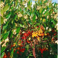 Kategorie <b>Beeren </b> - Arbutus unedo 'Compacta'