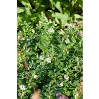 Kategorie <b>Stauden </b> - Arctostaphylos 'Massachusetts'