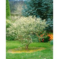 Kategorie <b>Laubbäume </b> - Aronia arbutifolia