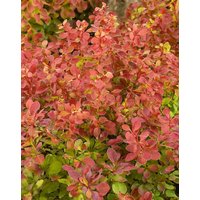 Kategorie <b>Laubbäume </b> - Berberis thunbergii 'Erecta'