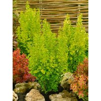 Kategorie <b>Laubbäume </b> - Berberis thunbergii 'Golden Rocket'