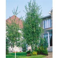 Kategorie <b>Laubbäume </b> - Betula pendula 'Laciniata'