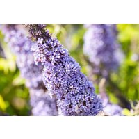 Kategorie <b>Produkt nicht gewünscht </b> - Buddleja davidii 'Gulliver'