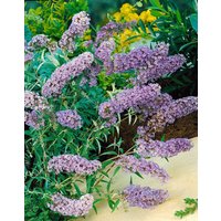Kategorie <b>Produkt nicht gewünscht </b> - Buddleja davidii 'Sophie'