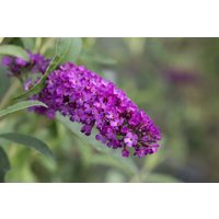 Kategorie <b>Produkt nicht gewünscht </b> - Buddleja davidii Summer Kids 'Romy'