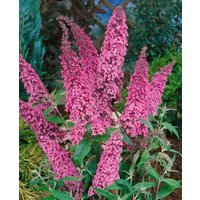 Kategorie <b>Produkt nicht gewünscht </b> - Buddleja 'Pink Spread'
