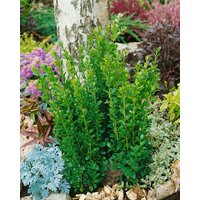 Kategorie <b>immergrüne Laubbäume </b> - Buxus sempervirens 'Graham Blandy'
