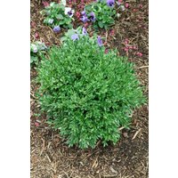 immergrüne Laubbäume - Buxus sempervirens 'Green Balloon'