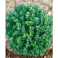 immergrüne Laubbäume - Buxus sempervirens 'Ingrid'