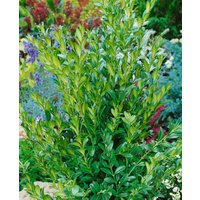 Kategorie <b>immergrüne Laubbäume </b> - Buxus sempervirens 'Raket'