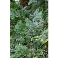 Kategorie <b>Nadelbäume u. Koniferen </b> - Calocedrus decurrens