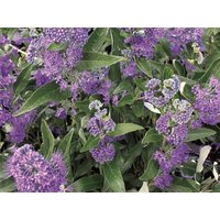 Kategorie <b>Produkt nicht gewünscht </b> - Caryopteris clandonensis 'Dark Knight'