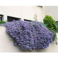 Blütensträucher und Ziergehölze - Ceanothus 'Cascade'
