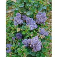 Kategorie <b>Produkt nicht gewünscht </b> - Ceanothus 'Italian Skies'