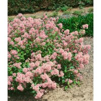 Kategorie <b>Produkt nicht gewünscht </b> - Ceanothus pallidus 'Marie Rose'