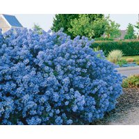 Kategorie <b>Produkt nicht gewünscht </b> - Ceanothus 'Puget Blue'