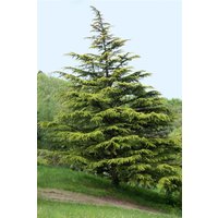 Nadelbäume u. Koniferen - Cedrus deodara 'Aurea'