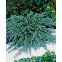 Nadelbäume u. Koniferen - Cedrus deodara 'Blue Globe'