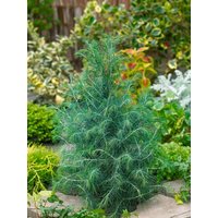 Kategorie <b>Nadelbäume u. Koniferen </b> - Cedrus deodara 'Bushes Electra'