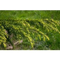 Kategorie <b>Nadelbäume u. Koniferen </b> - Cedrus deodara 'Golden Horizon'