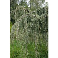 Kategorie <b>Nadelbäume u. Koniferen </b> - Cedrus libani 'Glauca Pendula'