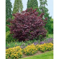 Kategorie <b>Blütensträucher und Ziergehölze </b> - Cercis canadensis 'Forest Pansy'