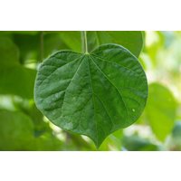 Kategorie <b>Blütensträucher und Ziergehölze </b> - Cercis canadensis 'Vanilla Twist'