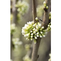 Kategorie <b>Blütensträucher und Ziergehölze </b> - Cercis chinensis 'Shirobana'