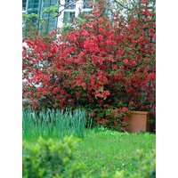 Kategorie <b>Blütensträucher und Ziergehölze </b> - Chaenomeles 'Red Joy'