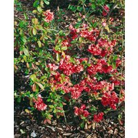 Kategorie <b>Blütensträucher und Ziergehölze </b> - Chaenomeles speciosa 'Hot Fire'