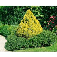 Nadelbäume u. Koniferen - Chamaecyparis lawsoniana 'Minima Aurea'
